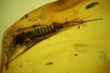 Fossil Bristletail (Archaeognatha) and Flies (Diptera) in Baltic Amber #135053-1